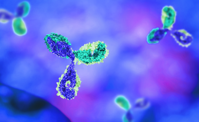 BispezifischerAntikörper-grün